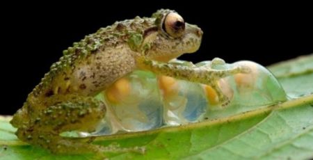 背中から子どもがモリモリ生まれてくるよ、コモリガエル (ピパピパ)の出産シーン | カラパイア