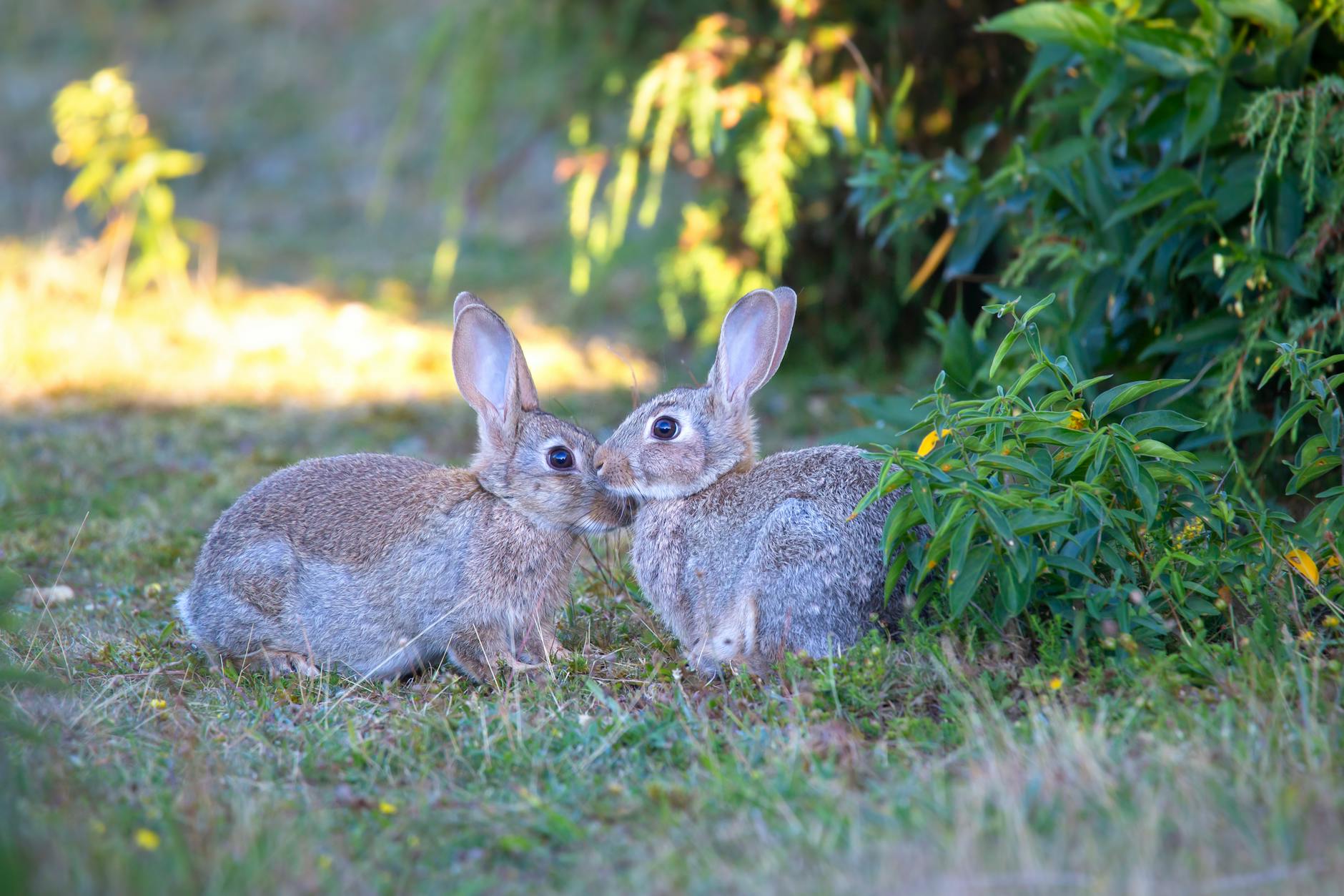 rabbits on grass