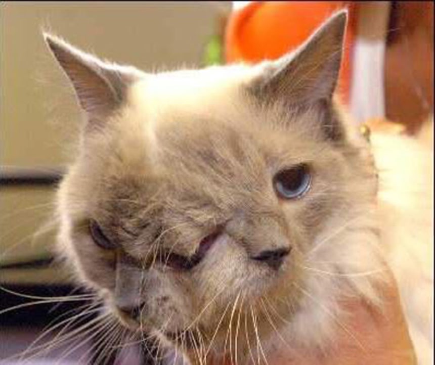画像2/6) 2つの顔を持つ猫が12年という長寿でギネス記録認定（アメリカ