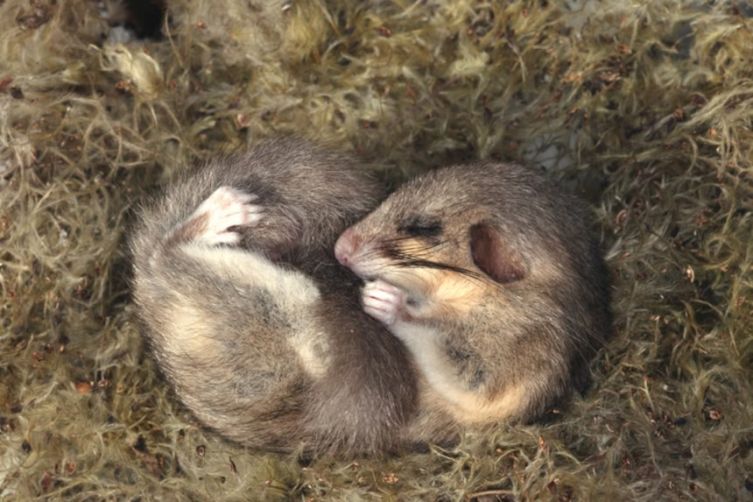 やばっ!寝過ごした。うっかり1年近く冬眠してしまう動物、ヤマネさん(オーストリア研究) | カラパイア