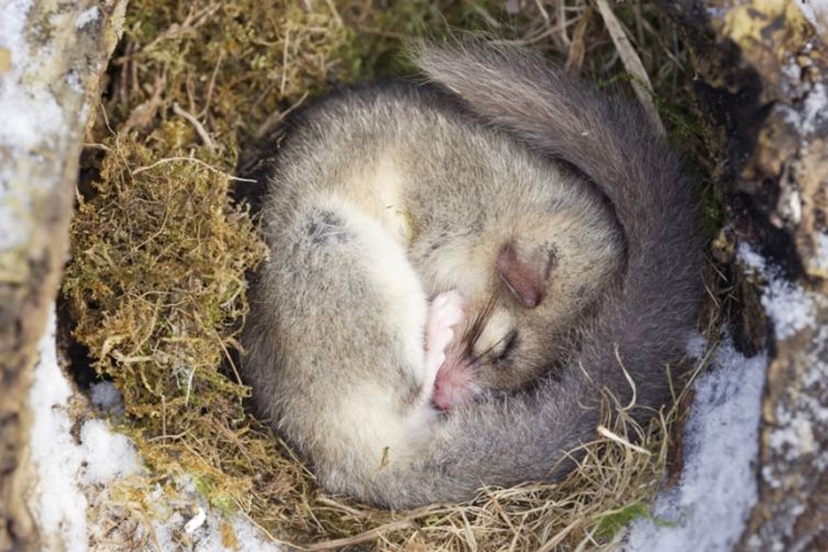 やばっ!寝過ごした。うっかり1年近く冬眠してしまう動物、ヤマネさん(オーストリア研究) | カラパイア