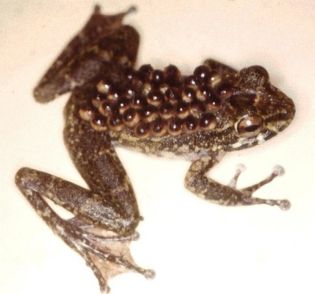コモリガエル越え?赤ちゃんガエルを背中にしょって子育てするカエル | カラパイア