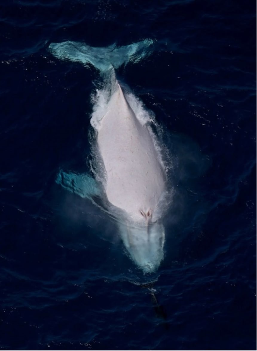 幻の白き巨頭。あの白クジラが今年もまたその神々しい姿を現した