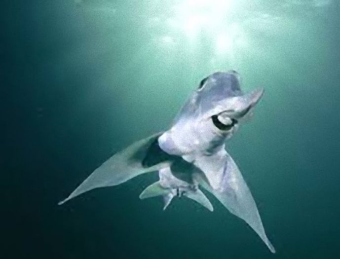 深海に住むサメはちょっと違う。魅惑の7種の深海サメ | カラパイア