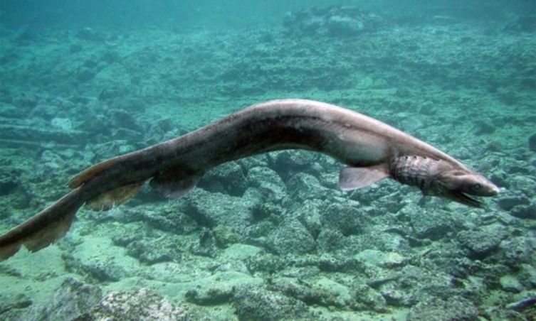 深海に住むサメはちょっと違う。魅惑の7種の深海サメ | カラパイア