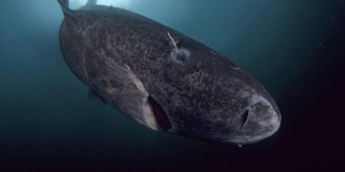 深海に住むサメはちょっと違う。魅惑の7種の深海サメ | カラパイア