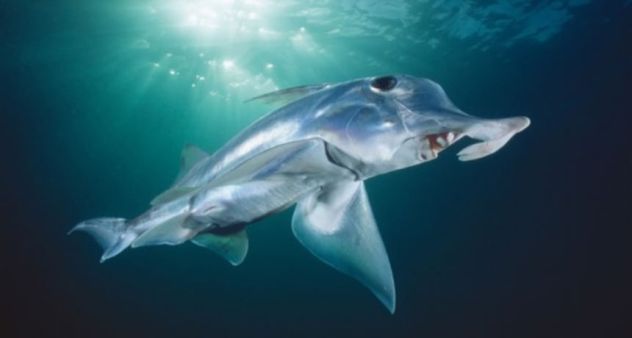 深海に住むサメはちょっと違う。魅惑の7種の深海サメ | カラパイア