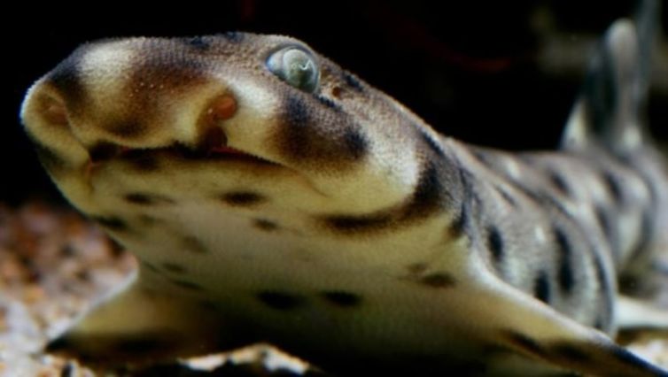 深海に住むサメはちょっと違う。魅惑の7種の深海サメ | カラパイア