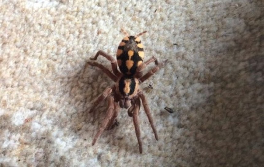 ゴライアスバードイーターの巨大さにクラっとめまい。世界最大級と小型