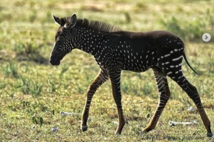 シマウマなのにシマ模様じゃない！？黒地に白のドット柄のシマウマが発見される（アフリカ） | カラパイア