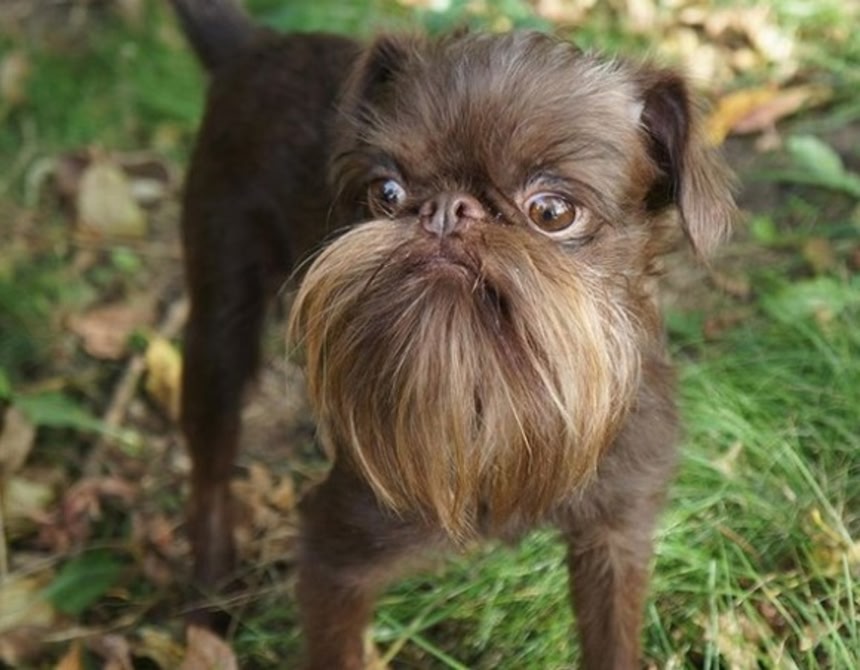 私たちはモンスターを育ててしまったようだ….ギズモからグレムリンに