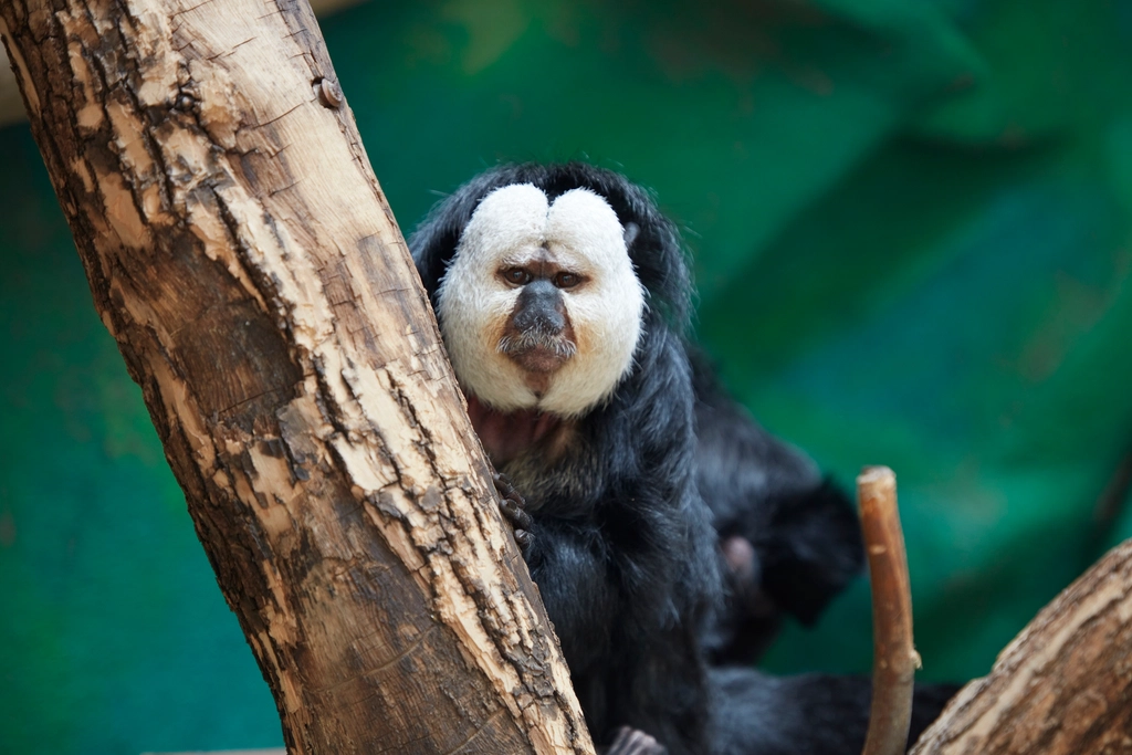 white-faced saki, energetic monkey species