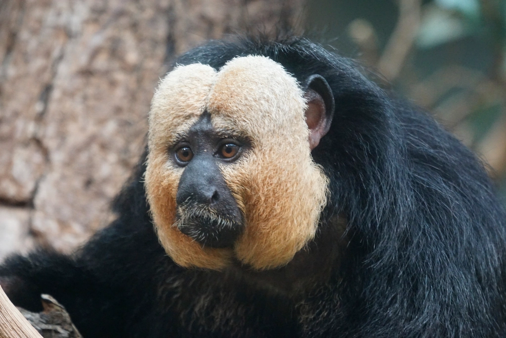 White-faced saki monkey 