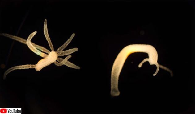 驚異の再生能力を持ちバラバラになっても永遠を生きるヒドラ(水中生物) – カラパイア