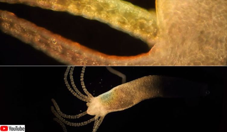 驚異の再生能力を持ちバラバラになっても永遠を生きるヒドラ(水中生物) – カラパイア