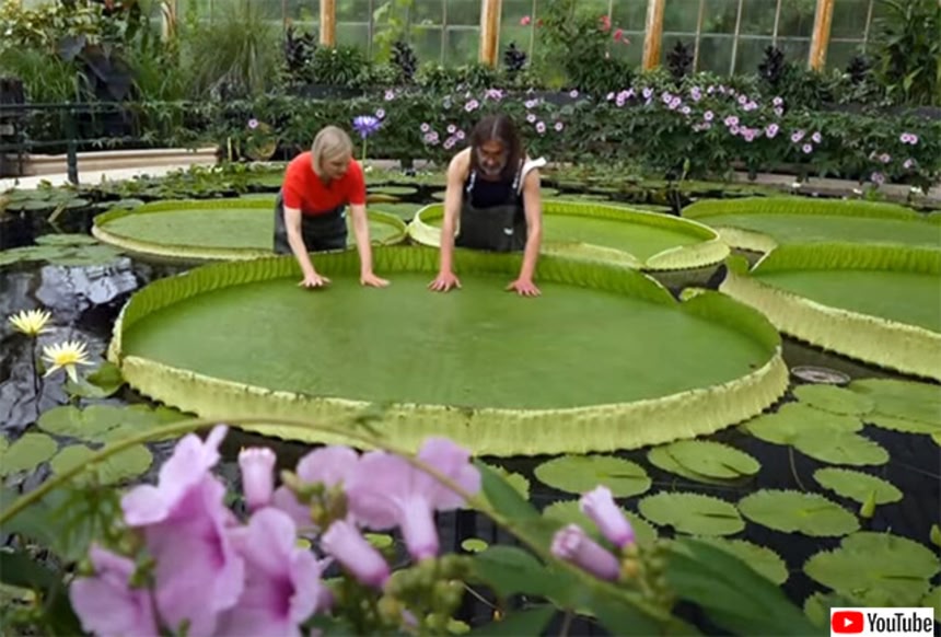 金柑の葉 確認用 確認葉