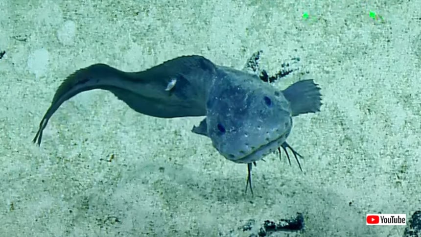 深海でゆるふんわりなスマイルを見せてくれた、水深2800mで発見された