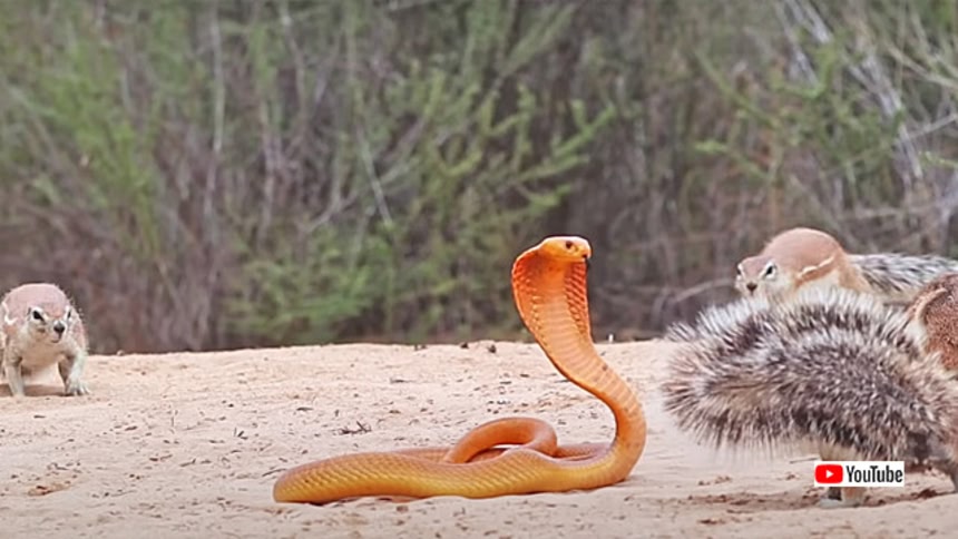 リスとマングースがタッグを組んだ！子供を守るためにコブラに