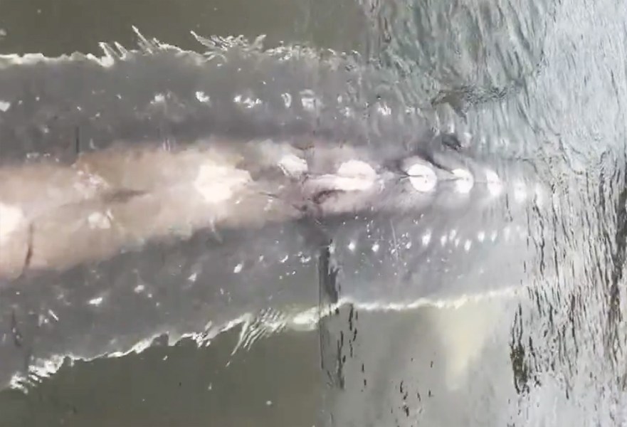 オオチョウザメを釣り上げる直前の体の一部分が水面に見える姿