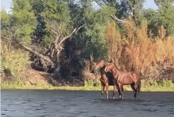 2頭の馬は水面の上を歩きはじめる