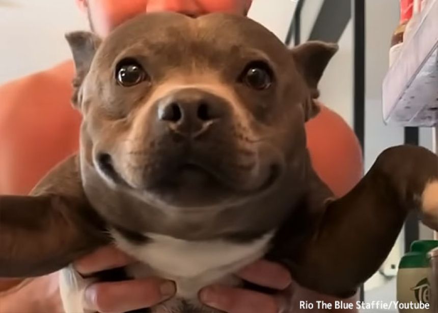 冷蔵庫の中をうれしそうに見入る犬