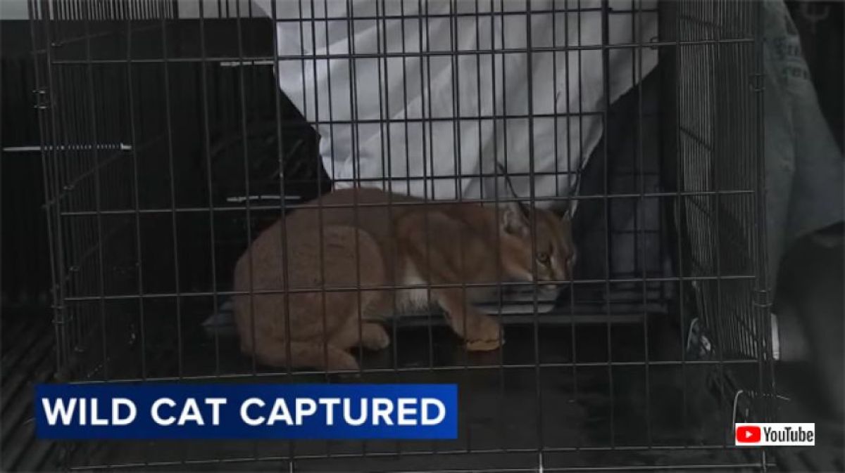 背丈の3倍ほどある大きな捕獲ケージの中で、縮こまっているカラカル