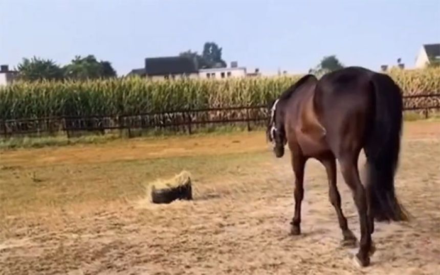普段通り牧草に駆け寄る馬の姿