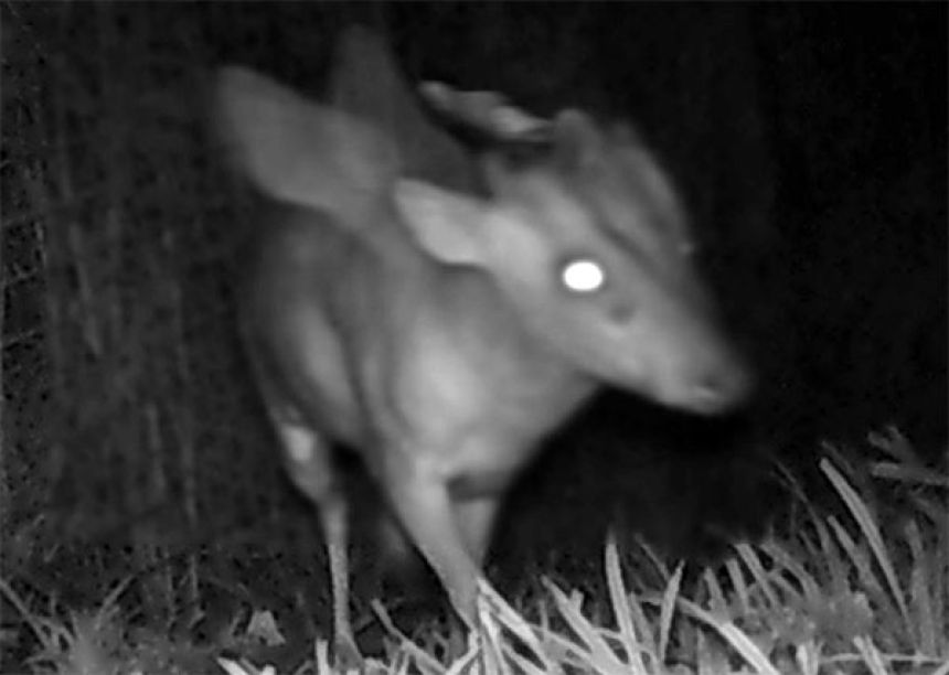 イギリスで翼と角があるように見える謎生物がトレイルカメラにとらえ 
