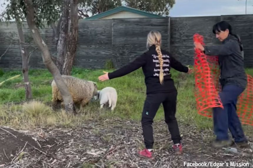 カンザスに興味を示し近づいてきたジミーを見事捕獲することに成功
