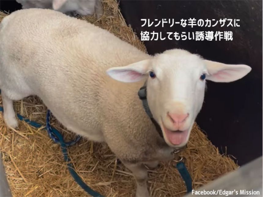 警戒心が強く、人間を怖がっていたジミーを保護するため、羊のカンザスに交渉人になってもらう