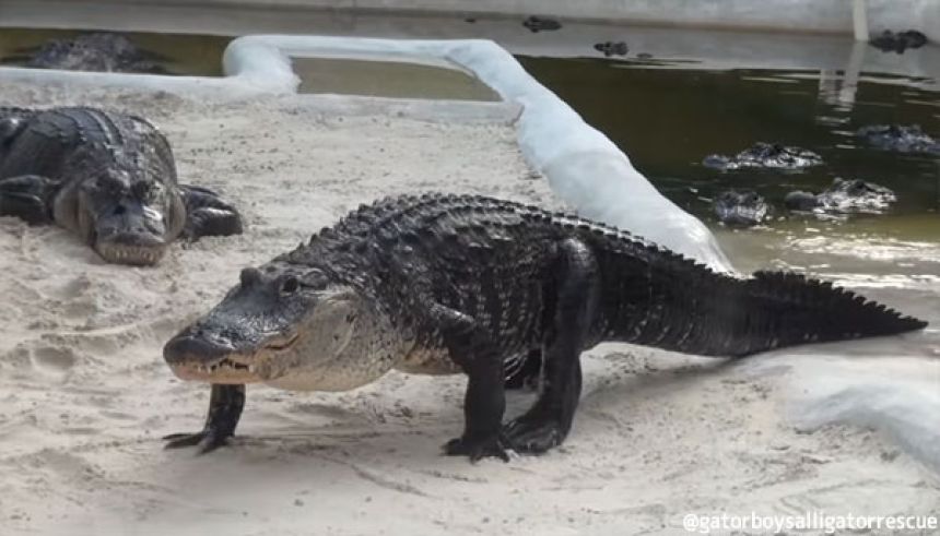ダース・ベイダーのテーマ曲、帝国のマーチを流すと、水からあがり、男性に近づいてきたワニのダース・ゲイダー