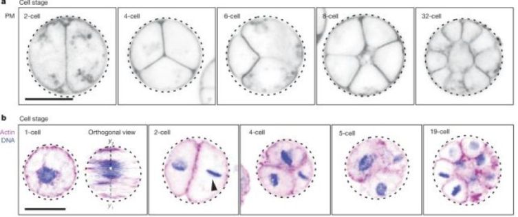 鶏が先か、卵が先か?この哲学的な問題を単細胞生物の進化で探ってみた | カラパイア