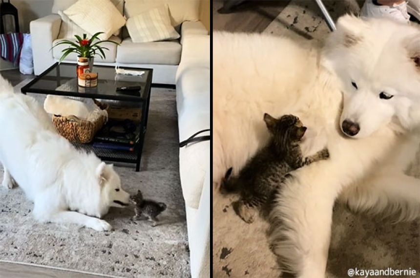 家に来た当初の小さな子猫だったバーナードと、バーナードに愛情を注ぐサモエド犬のカヤ