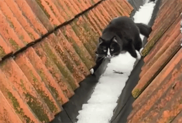 雪をまたぎながら踏まずに歩く猫