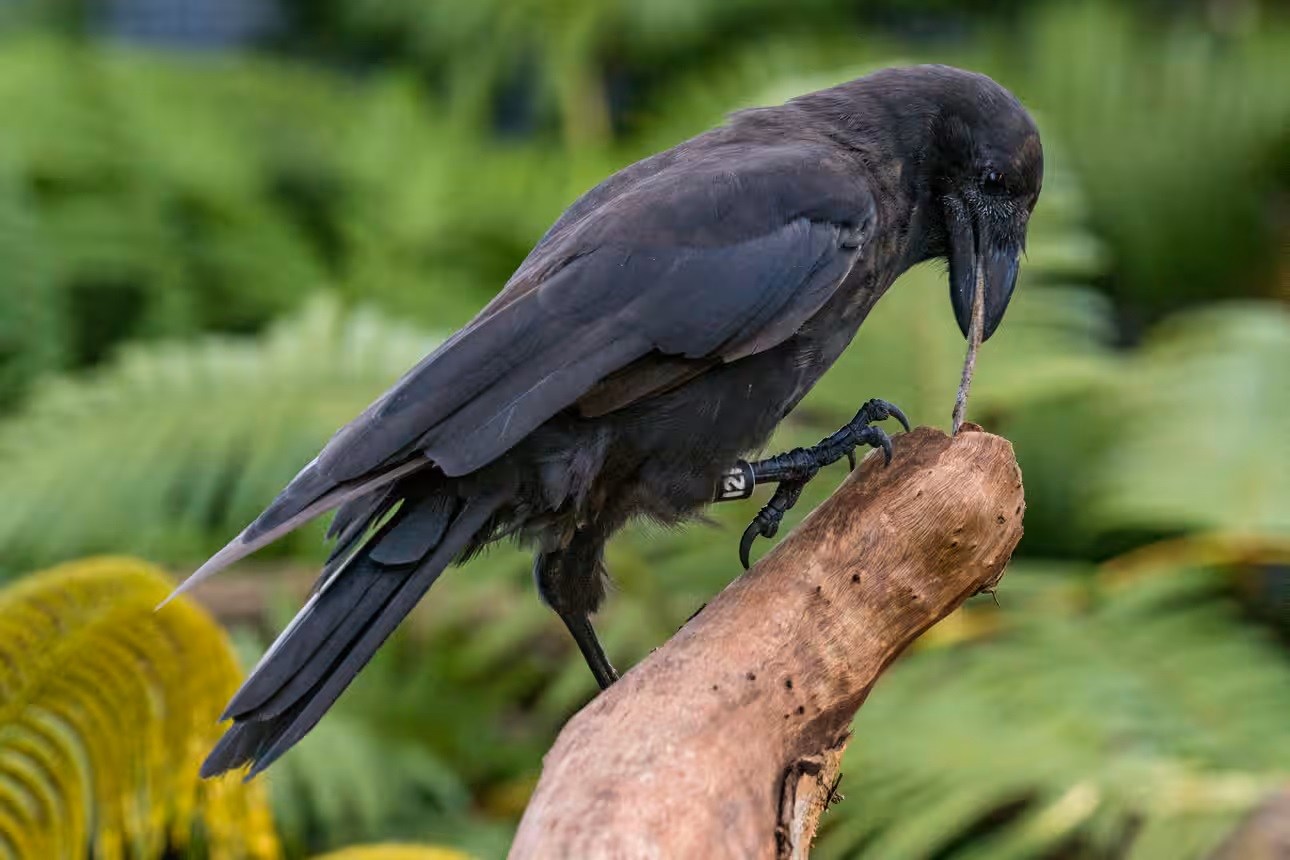 22年前に野生絶滅したハワイガラスを再び空へ！マウイ島で復活