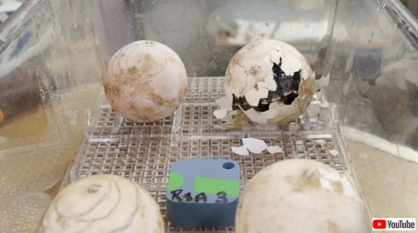 うれしいニュース。絶滅危惧種のガラパゴスゾウガメが97歳で初産、4児