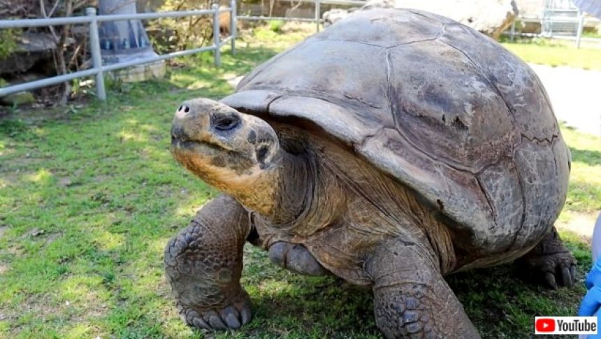 うれしいニュース。絶滅危惧種のガラパゴスゾウガメが97歳で初産、4児