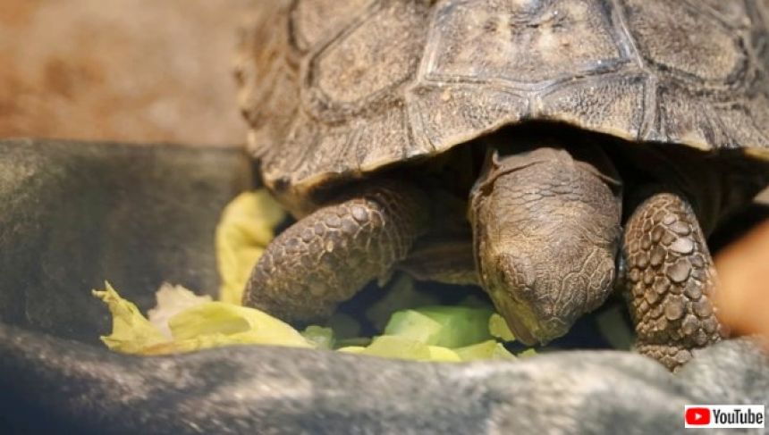 うれしいニュース。絶滅危惧種のガラパゴスゾウガメが97歳で初産、4児