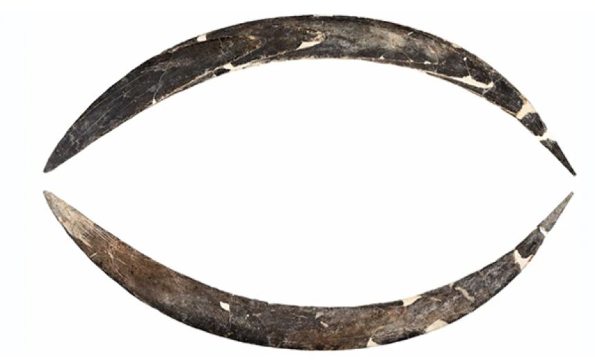 マンモスの牙で作られた4万年前のブーメラン、知られている中で世界最