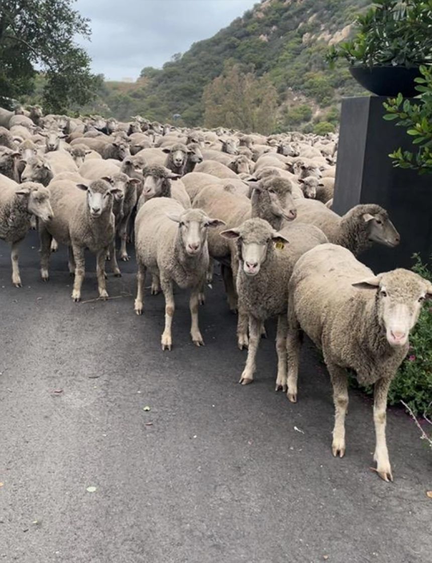 羊たちの反逆。カリフォルニアで300匹以上の羊が大脱走、交通渋滞を
