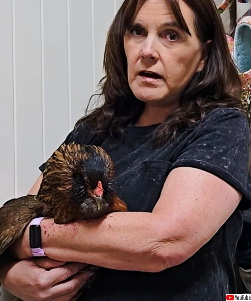 生きている中で世界最高齢のニワトリ」14歳69日でギネス世界記録に認定