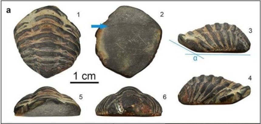 三葉虫の化石 美麗 ガブリエルス カナダ産 本物保証 三葉虫の化石 美麗 ガブリエルス カナダ産 本物保証 三葉虫の化石に