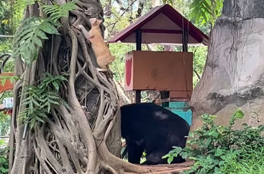 ツキノワグマの檻に住み着き、いつの間にか「ボス」になっていた猫の