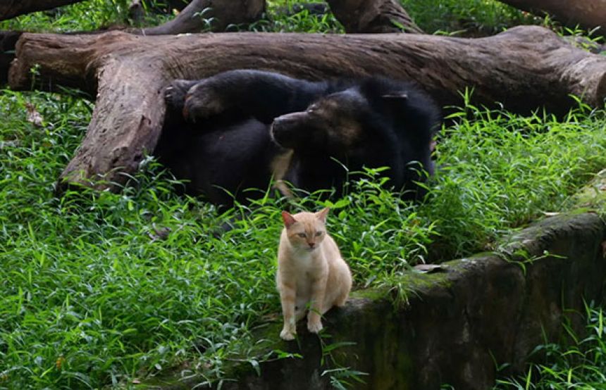 ツキノワグマの檻に住み着き、いつの間にか「ボス」になっていた猫の