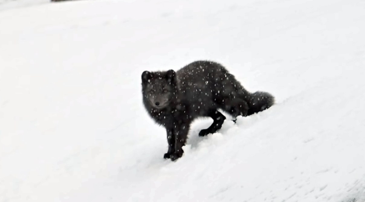 冬に白くならないホッキョクギツネが存在する