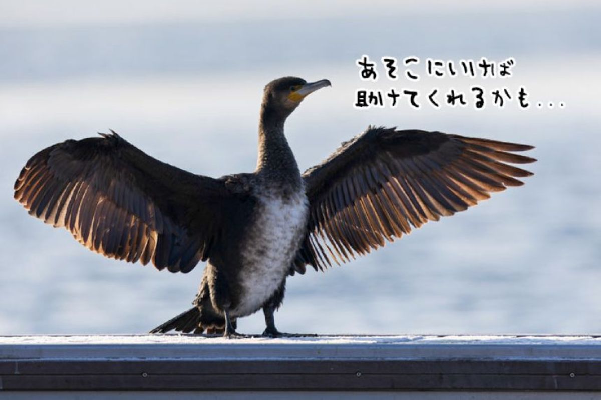 負傷した野鳥、人間の病院のドアを叩いて助けをもとめる