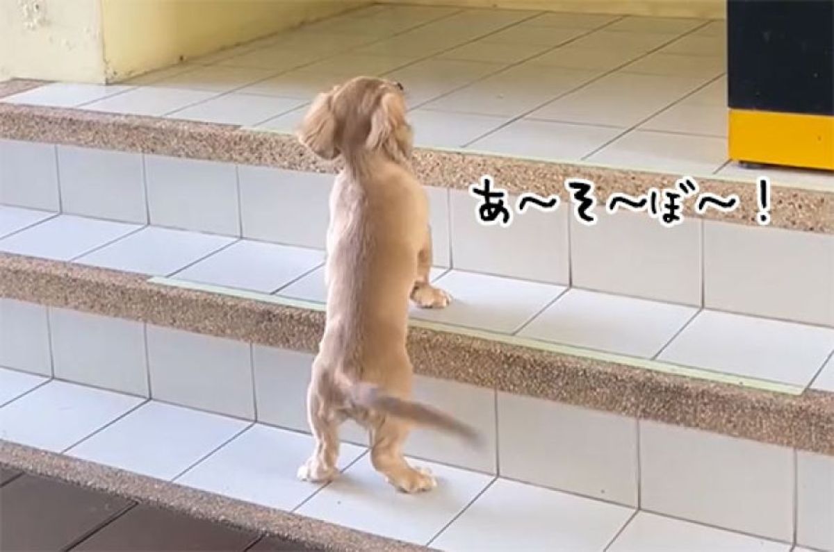 「あ～そ～ぼ～！」毎朝ドアの前で親友のコーギーを待ち続けるダックスの子犬