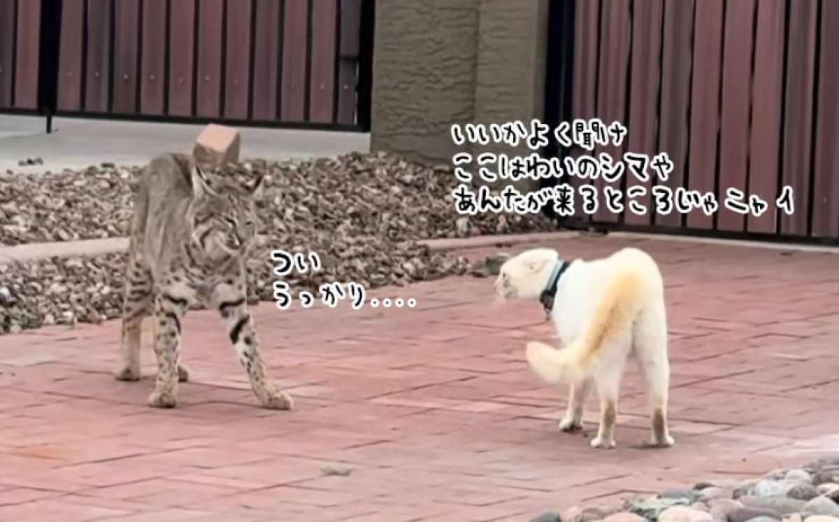 飼い猫が野生のボブキャットと遭遇！ひるむことなく説得し追い払う