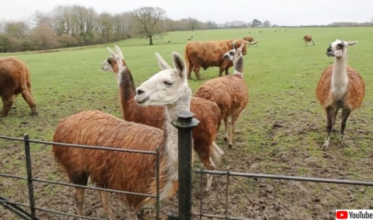 お手柄！ラマの群れが泥棒を取り囲んで逮捕に協力