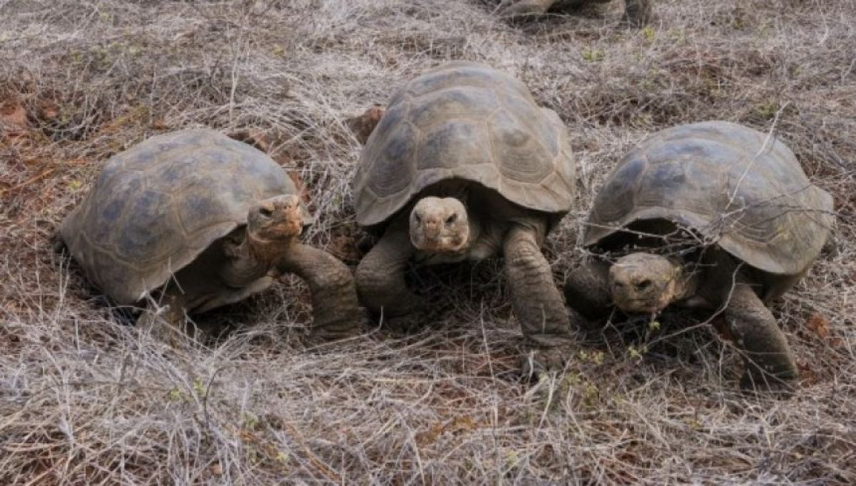 180年前に絶滅したフロレアナゾウガメの血統を再導入。混血個体から遺伝子を復元する試み